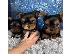 PoulaTo: Registered Yorkshire Puppies For Re-Homing